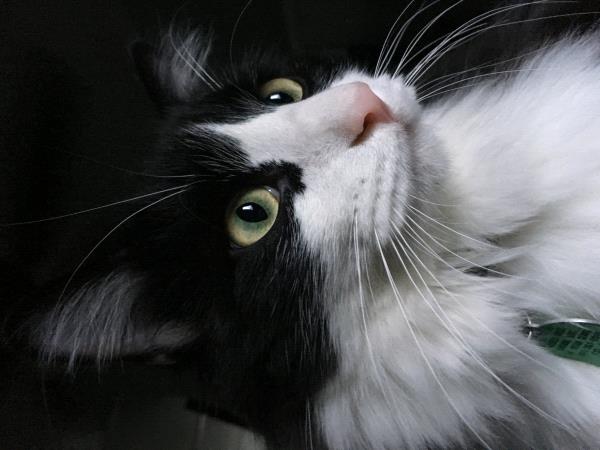 /Images/uploads/Humane Society of Utah/HSUCalendar/entries/863thumb.jpg
